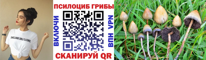 блэк спрут как зайти  Асино  Псилоцибиновые грибы Psilocybe 
